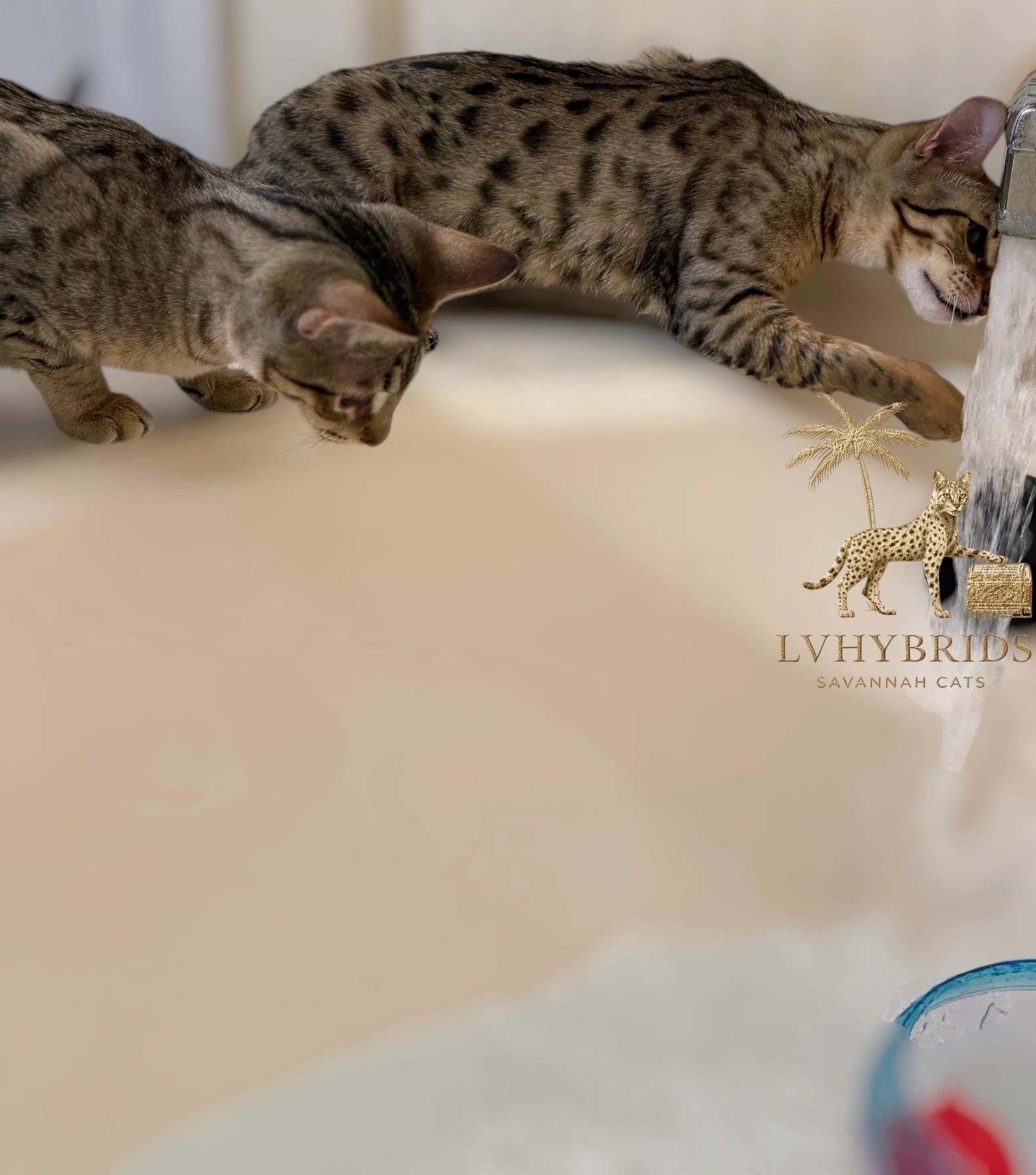Savannah cat with tall ears and spotted coat