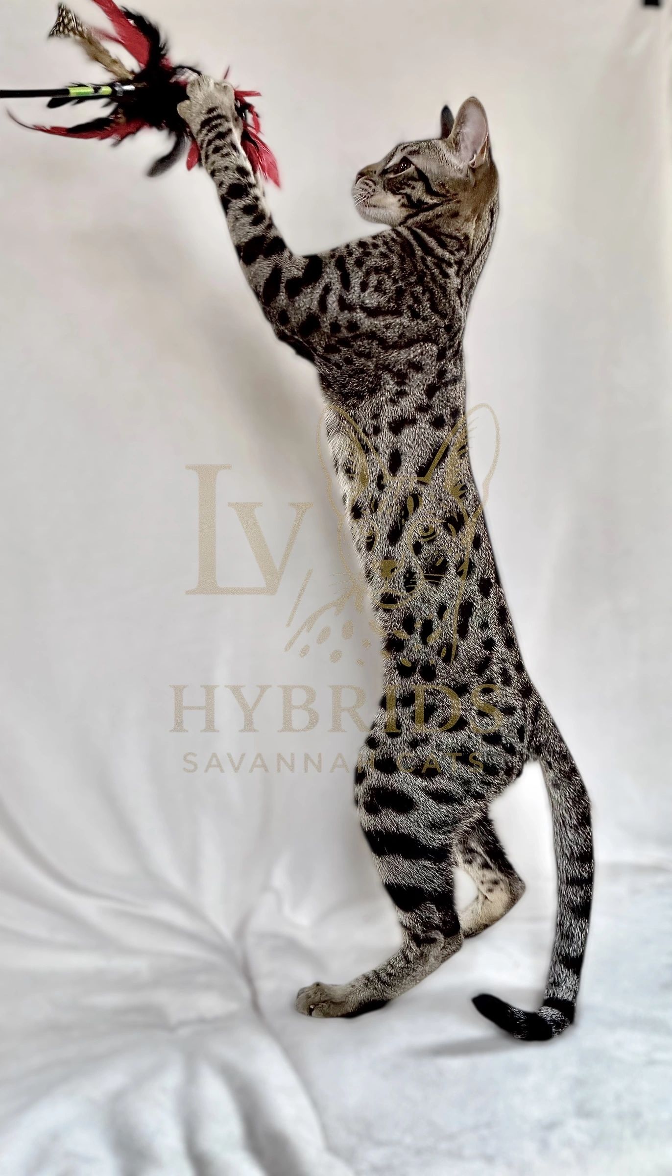 SBT Savannah cat from the LVHYBRIDS cattery reaching upward