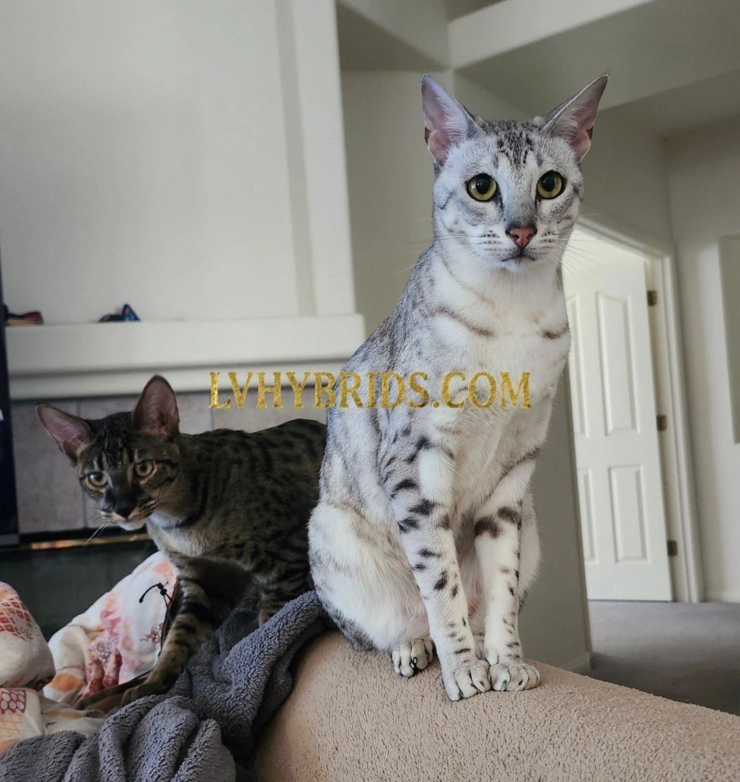 Atlas Luxor, an LVHYBRIDS Savannah cat, at home on the couch in an update sent by his dad