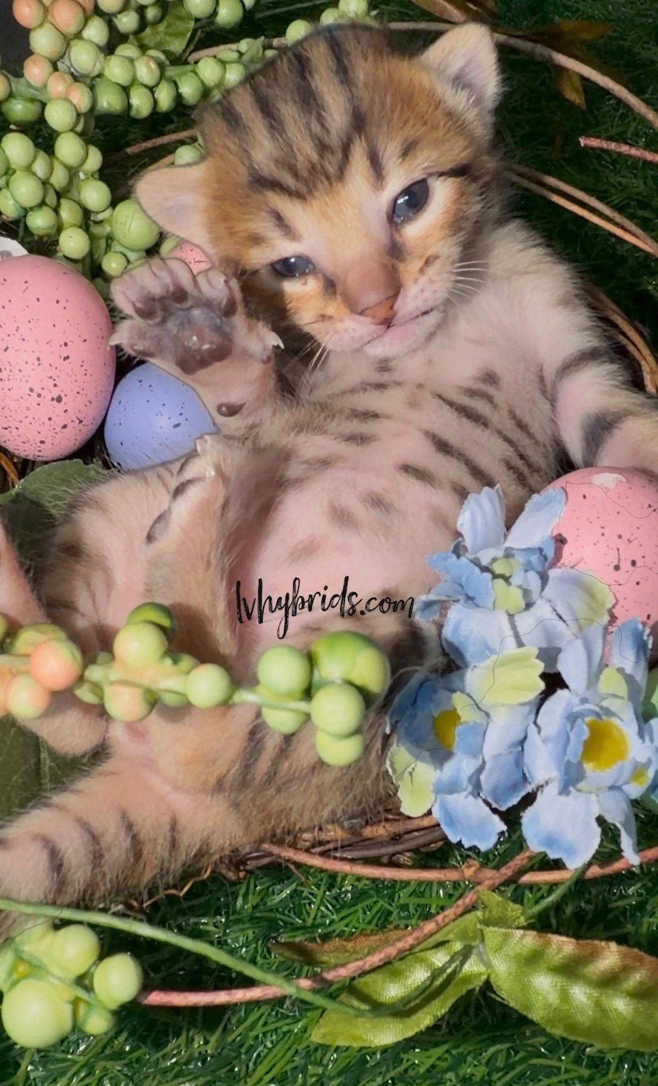 Serval-like Savannah kittens for sale from LVHYBRIDS