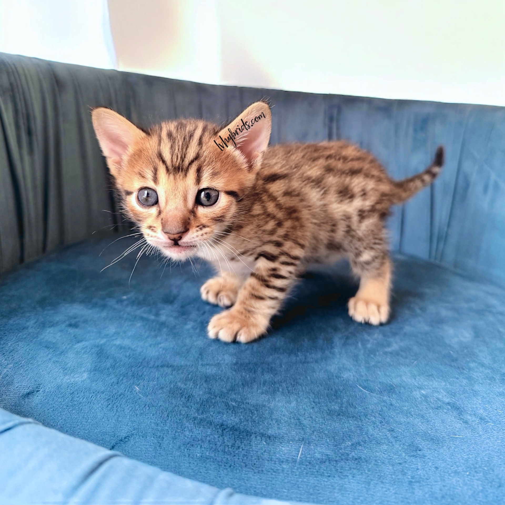 Cheeto, a spotted SBT Savannah kitten from LVHYBRIDS, as a young kitten