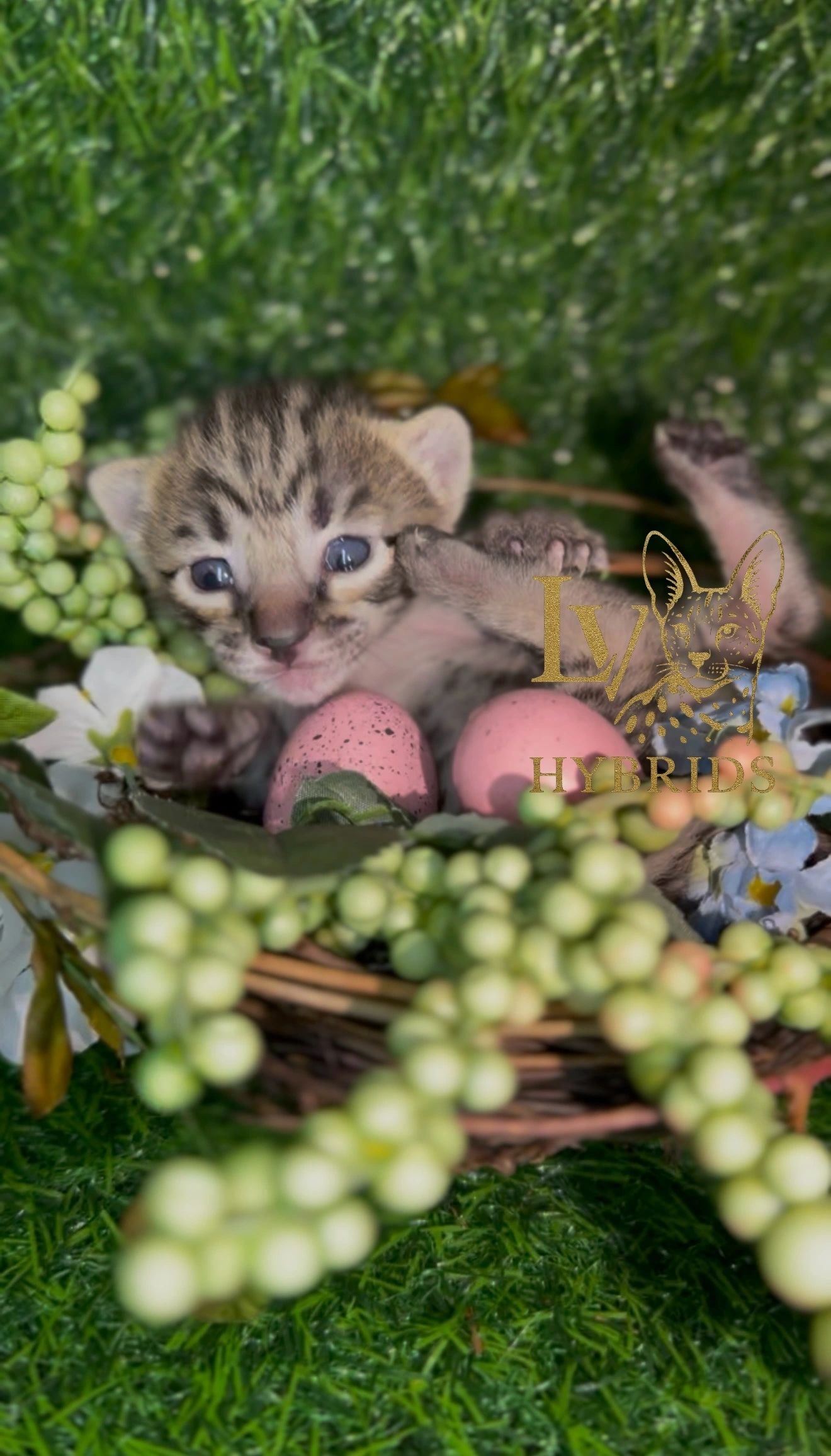 F5 SBT Savannah kittens male and female for sale