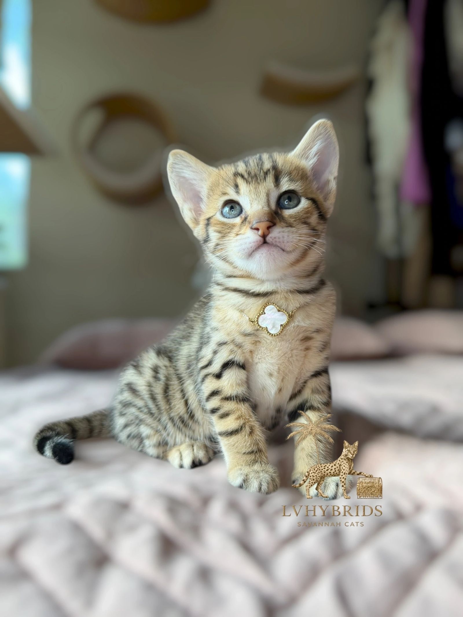Spotted SBT Savannah kitten bred by LVHYBRIDS