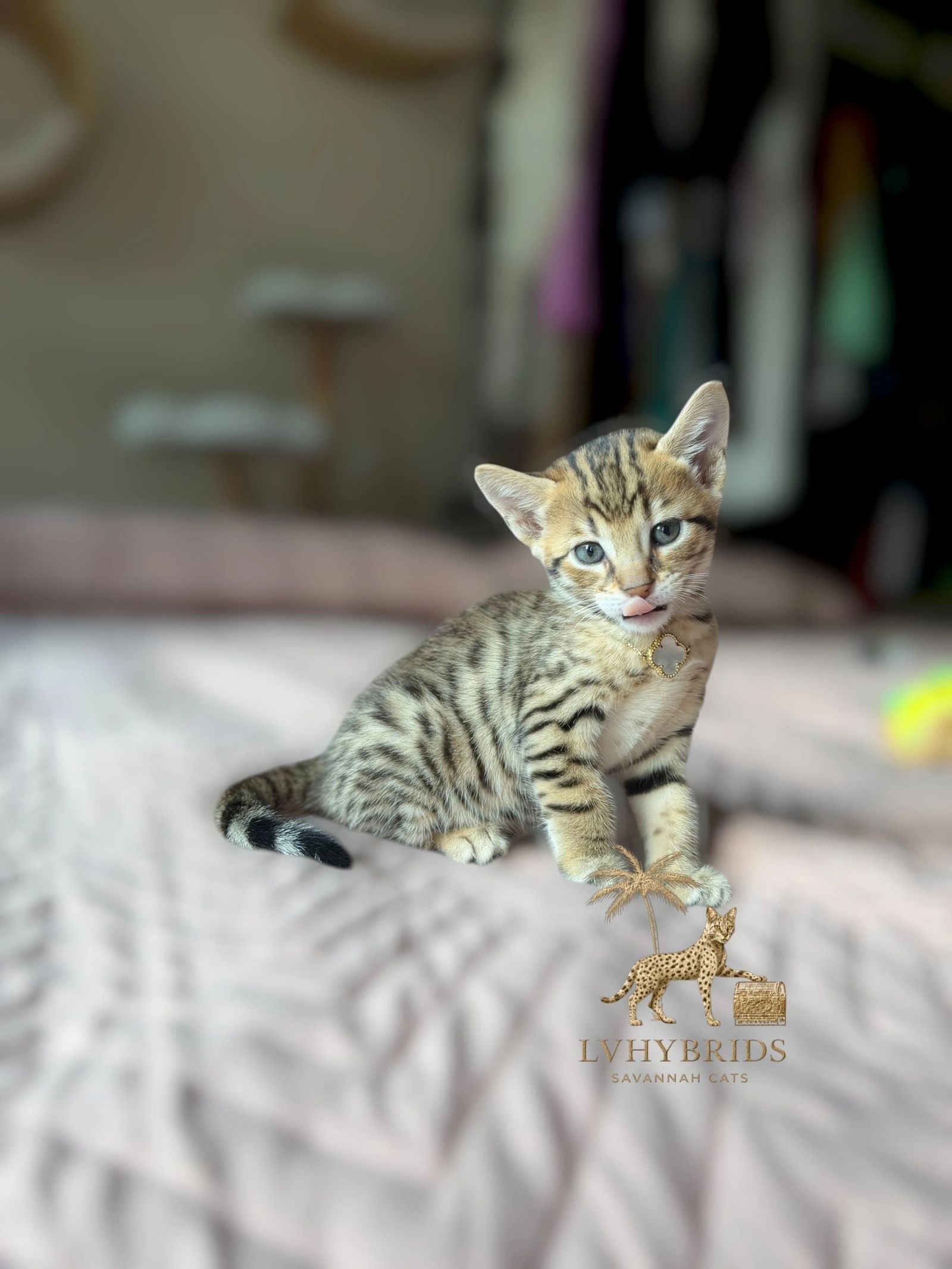 Savannah kitten for sale from LVHYBRIDS SBT cattery