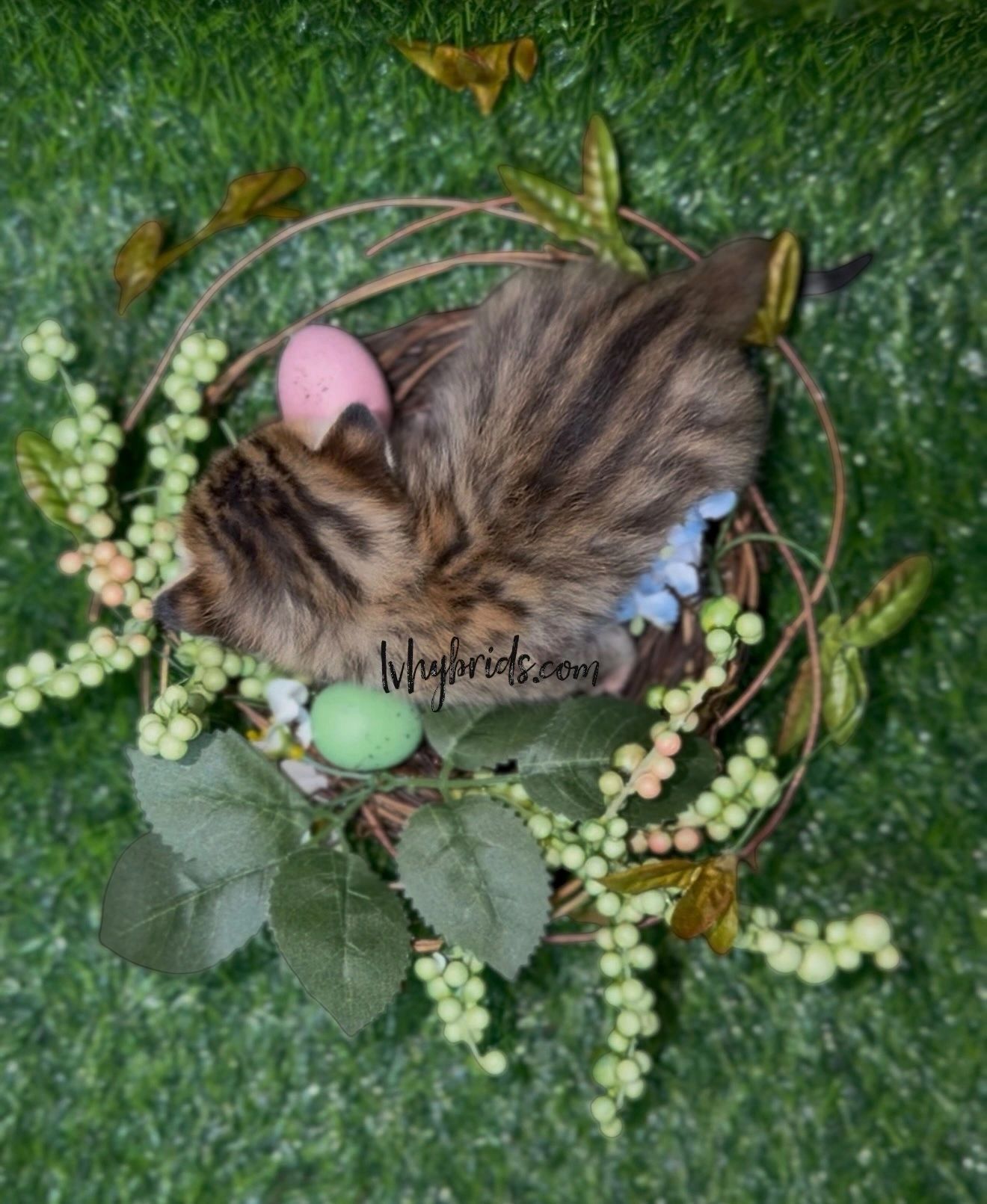 Savannah kitten for sale from LVHYBRIDS SBT cattery