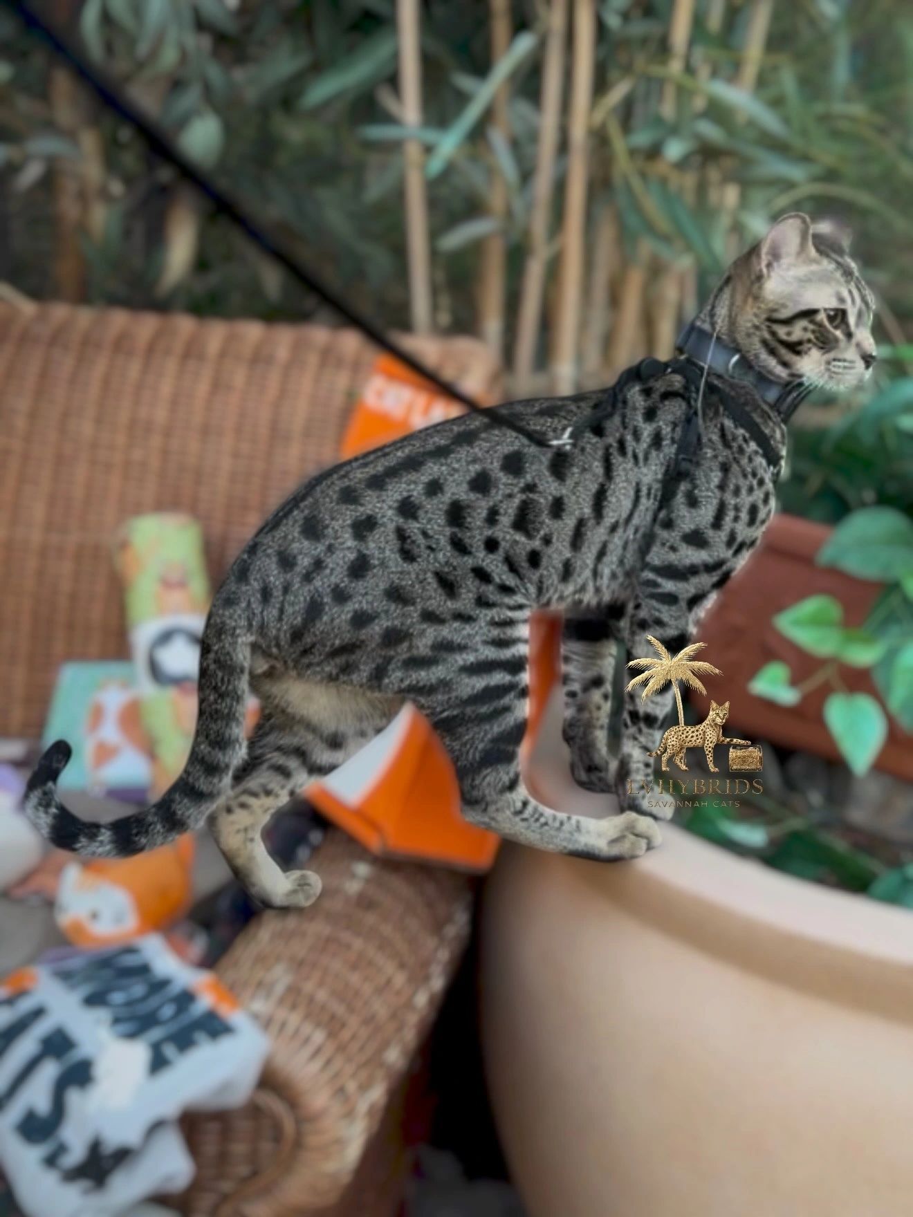 Spotted SBT Savannah kitten bred by LVHYBRIDS