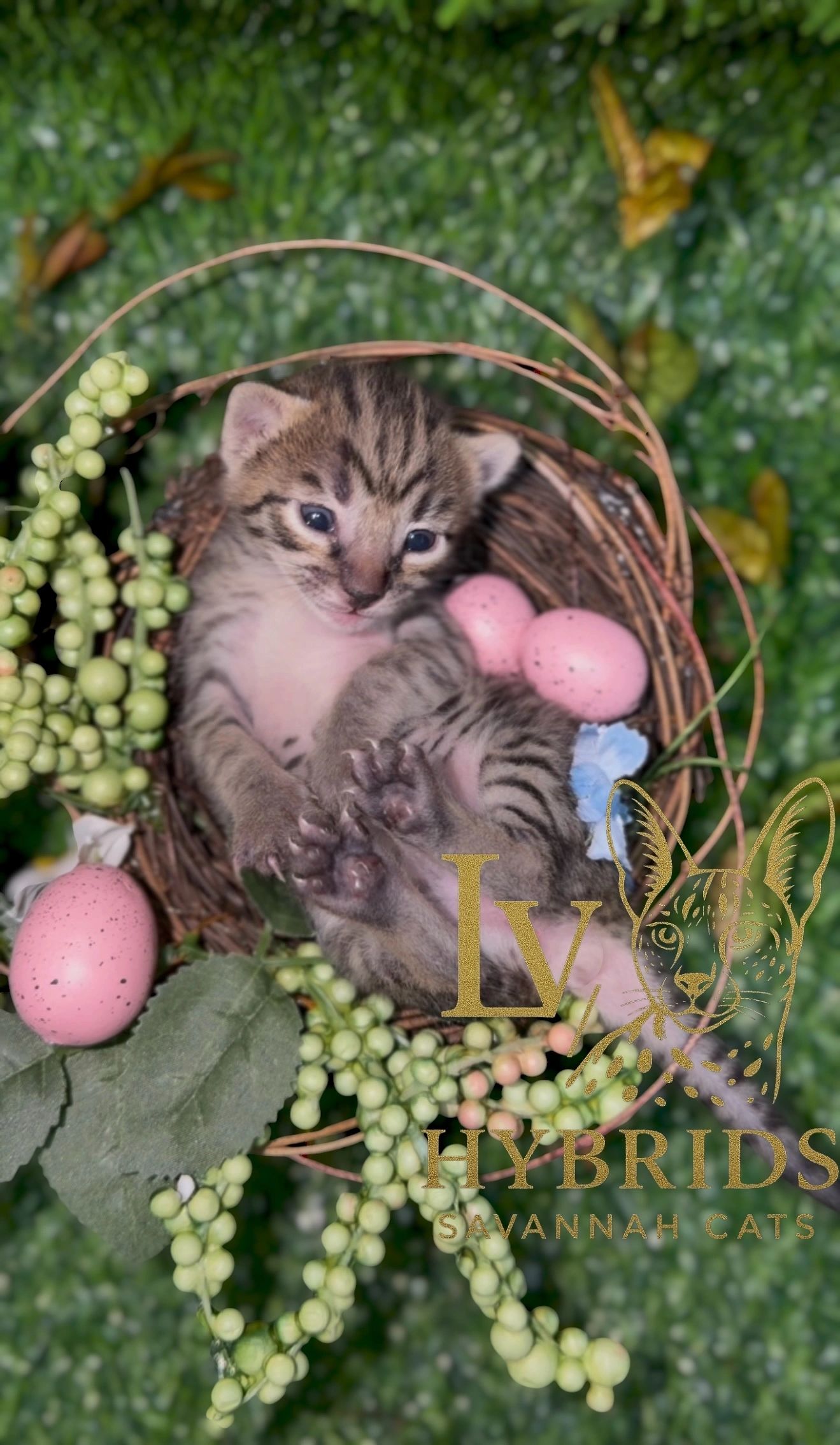 Savannah kitten for sale from LVHYBRIDS SBT cattery